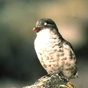 Least Auklet